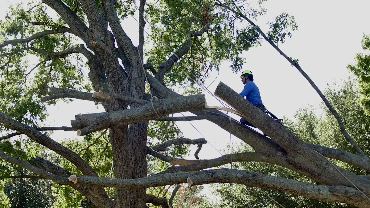 Professional Crown Thinning performed by certified arborists in Lewis Run